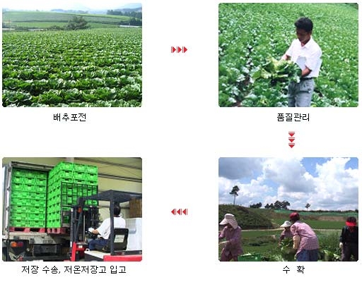 배추유통과정
