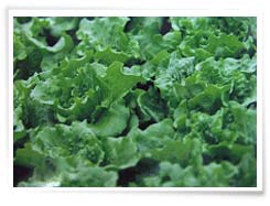 친환경농산물이란 ?