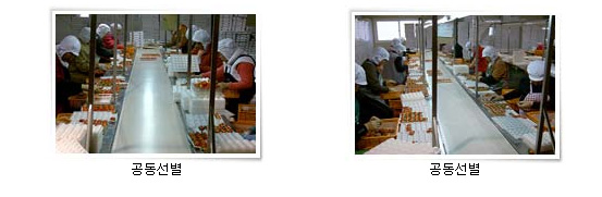 고랭지 여름딸기의 수확 및 수집