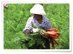  조합원 농업인안전공제 무상가입