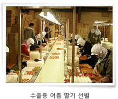 수출용 여름 딸기 선별 